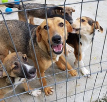 FREYA, Hund, Mischlingshund in Rumänien - Bild 15