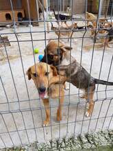 FREYA, Hund, Mischlingshund in Rumänien - Bild 16