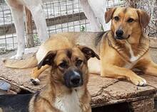 FREYA, Hund, Mischlingshund in Rumänien - Bild 18