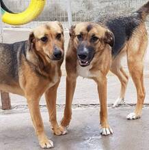 FREYA, Hund, Mischlingshund in Rumänien - Bild 20