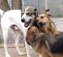 FREYA, Hund, Mischlingshund in Rumänien - Bild 21