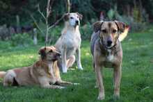 FREYA, Hund, Mischlingshund in Rumänien - Bild 9