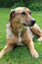 FREJA, Hund, Mischlingshund in Erkelenz - Bild 23