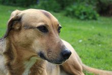 FREJA, Hund, Mischlingshund in Erkelenz - Bild 24