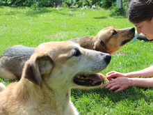 FREJA, Hund, Mischlingshund in Erkelenz - Bild 32
