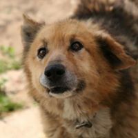 FURGIE, Hund, Mischlingshund in Bulgarien - Bild 1