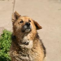 FURGIE, Hund, Mischlingshund in Bulgarien - Bild 3