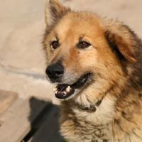 FURGIE, Hund, Mischlingshund in Bulgarien - Bild 4