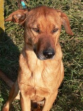 MORIC, Hund, Mischlingshund in Ungarn - Bild 1