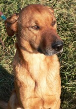 MORIC, Hund, Mischlingshund in Ungarn - Bild 2