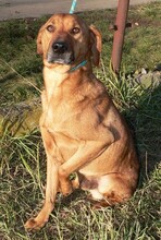 MORIC, Hund, Mischlingshund in Ungarn - Bild 3