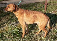 MORIC, Hund, Mischlingshund in Ungarn - Bild 4