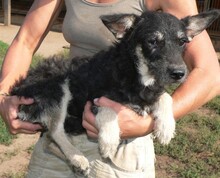 IGLU, Hund, Mischlingshund in Ungarn - Bild 5