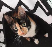 BONITA, Katze, Europäisch Kurzhaar in Spanien - Bild 8