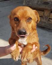 CADOU, Hund, Mischlingshund in Rumänien - Bild 1