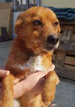 CADOU, Hund, Mischlingshund in Rumänien - Bild 2