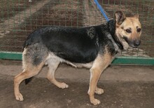 LAIKA, Hund, Deutscher Schäferhund-Mix in Ungarn - Bild 5