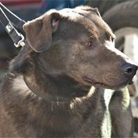 GOSHKO, Hund, Mischlingshund in Bulgarien - Bild 1