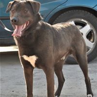 GOSHKO, Hund, Mischlingshund in Bulgarien - Bild 3