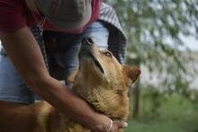 ALONSO, Hund, Chow Chow-Mix in Ungarn - Bild 1