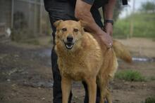 ALONSO, Hund, Chow Chow-Mix in Ungarn - Bild 6