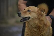 ALONSO, Hund, Chow Chow-Mix in Ungarn - Bild 7