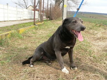 MACKO, Hund, Mischlingshund in Ungarn - Bild 5