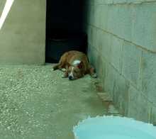 EZEN, Hund, Podenco in Spanien - Bild 4