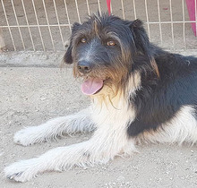 FOLTI, Hund, Mischlingshund in Ungarn - Bild 1