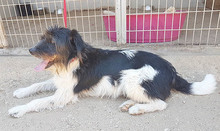 FOLTI, Hund, Mischlingshund in Ungarn - Bild 10