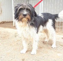 FOLTI, Hund, Mischlingshund in Ungarn - Bild 11