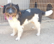 FOLTI, Hund, Mischlingshund in Ungarn - Bild 12