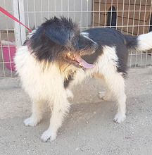FOLTI, Hund, Mischlingshund in Ungarn - Bild 2
