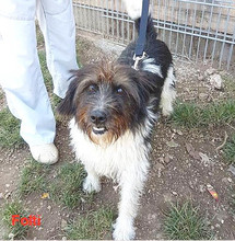 FOLTI, Hund, Mischlingshund in Ungarn - Bild 3