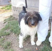 FOLTI, Hund, Mischlingshund in Ungarn - Bild 5