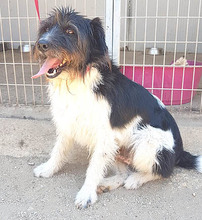 FOLTI, Hund, Mischlingshund in Ungarn - Bild 6