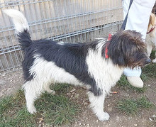 FOLTI, Hund, Mischlingshund in Ungarn - Bild 8