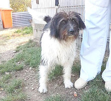FOLTI, Hund, Mischlingshund in Ungarn - Bild 9