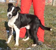 RAMSES, Hund, Mischlingshund in Ungarn - Bild 1