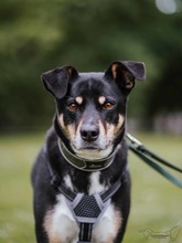 MINA, Hund, Mischlingshund in Dortmund - Bild 1