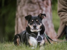 MINA, Hund, Mischlingshund in Dortmund - Bild 2