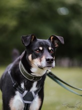 MINA, Hund, Mischlingshund in Dortmund - Bild 3