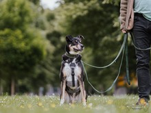 MINA, Hund, Mischlingshund in Dortmund - Bild 4