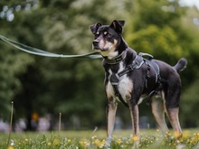 MINA, Hund, Mischlingshund in Dortmund - Bild 5