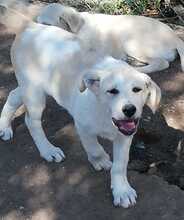 DON, Hund, Mischlingshund in Griechenland - Bild 1