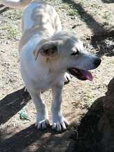 DON, Hund, Mischlingshund in Griechenland - Bild 2