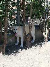 DON, Hund, Mischlingshund in Griechenland - Bild 4