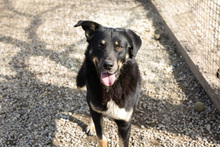 MEMO, Hund, Mischlingshund in Kroatien - Bild 2