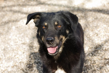 MEMO, Hund, Mischlingshund in Kroatien - Bild 4