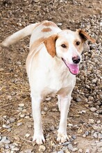MELLY, Hund, Mischlingshund in Kroatien - Bild 1
